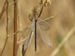 Creoleon lugdunensis