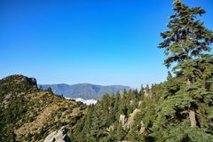 Abies pinsapo marocana