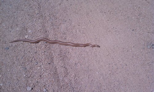 Lichanura orcutti