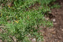 Adenocarpus decorticans