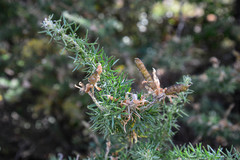 Adenocarpus decorticans