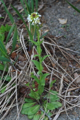 Arabis stelleri