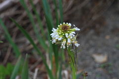 Arabis stelleri