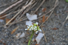 Arabis stelleri