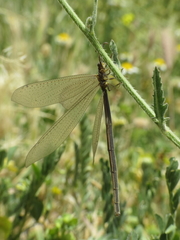 Creoleon lugdunensis