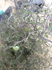Corokia cotoneaster