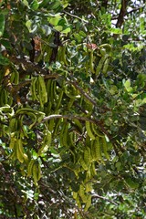 Ceratonia siliqua