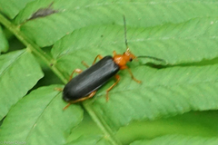 Neopyrochroa flabellata