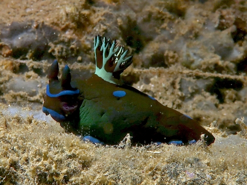 Gloomy Nudibranch