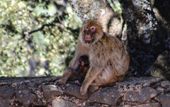 Macaca sylvanus