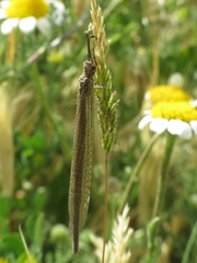 Creoleon lugdunensis