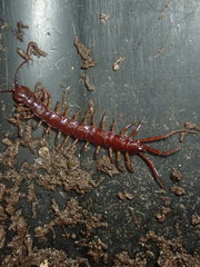 Lithobius peregrinus