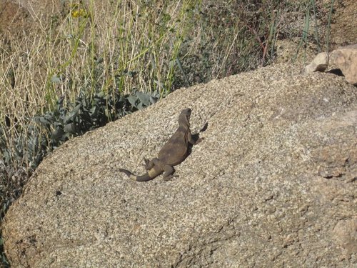 Sauromalus ater