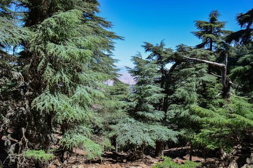 Atlas cedar