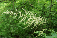 Astilbe biternata