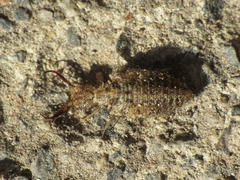 Creoleon lugdunensis