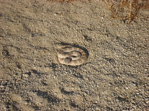 Crotalus pyrrhus