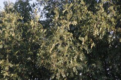 Hippobromus pauciflorus