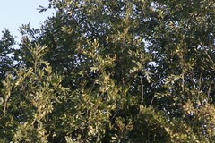 Hippobromus pauciflorus