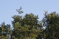 Hippobromus pauciflorus