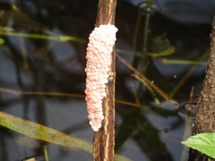 Pomacea