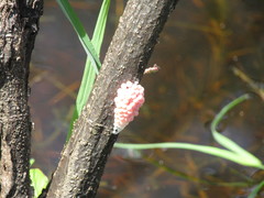 Pomacea