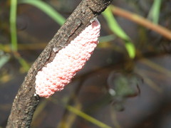 Pomacea