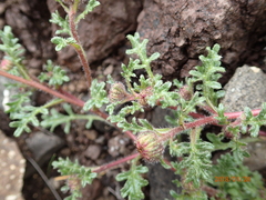 Afroaster erucifolius