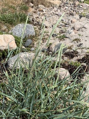 Leymus arenarius