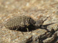 Macronemurus appendiculatus