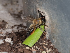 Megachile willughbiella