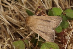 Sesamia nonagrioides