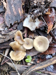Clitocybe brunneoceracea