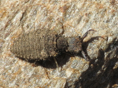 Macronemurus appendiculatus