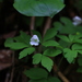 Anemonoides soyensis - Photo 由 Karina Zaytseva 所上傳的 (c) Karina Zaytseva，保留部份權利CC BY-NC