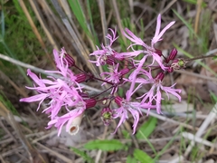 Silene flos-cuculi