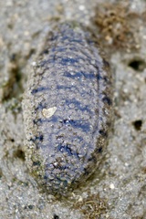 Holothuria scabra