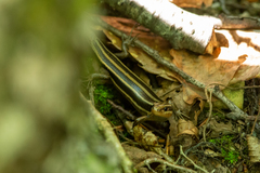 Plestiodon japonicus