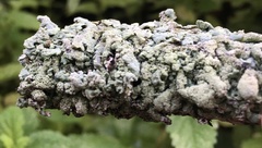 Hypogymnia farinacea
