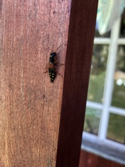 Staphylinus erythropterus