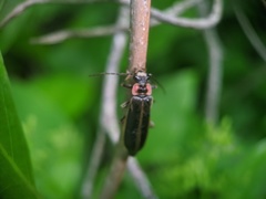 Podabrus brevicollis