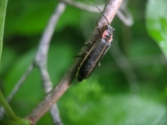 Podabrus brevicollis