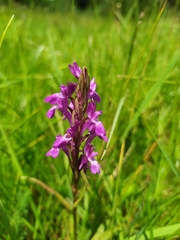 Dactylorhiza elata