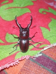 Prosopocoilus