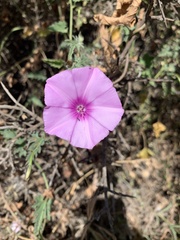 Convolvulus althaeoides althaeoides