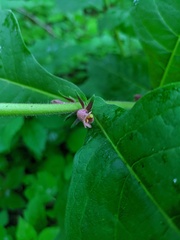 Triosteum