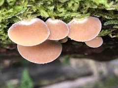 Crepidotus nephrodes