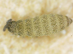 Ceratophysella
