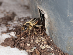 Megachile willughbiella