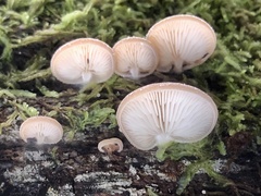 Crepidotus nephrodes